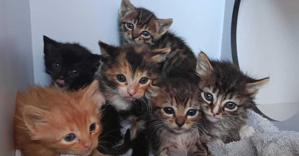 Zukunft für Babykatzen
