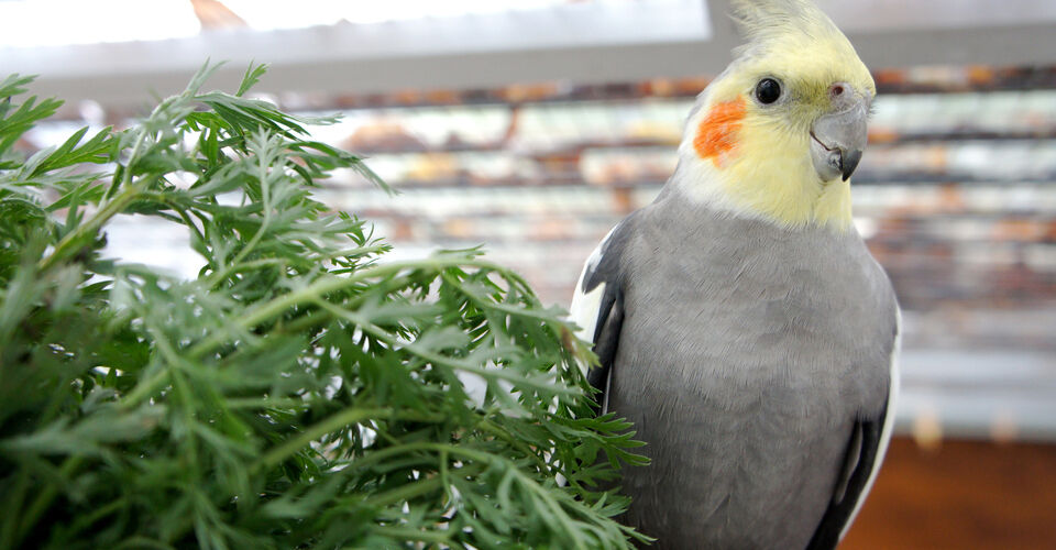 Kleintiere in Not von Tierschutz im Kiez e.V. brauchen dringend Hilfe!