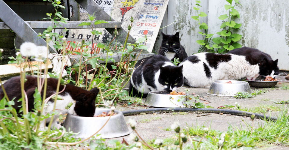 Unsere Streunerkatzen am Futterplatz brauchen Hilfe!
