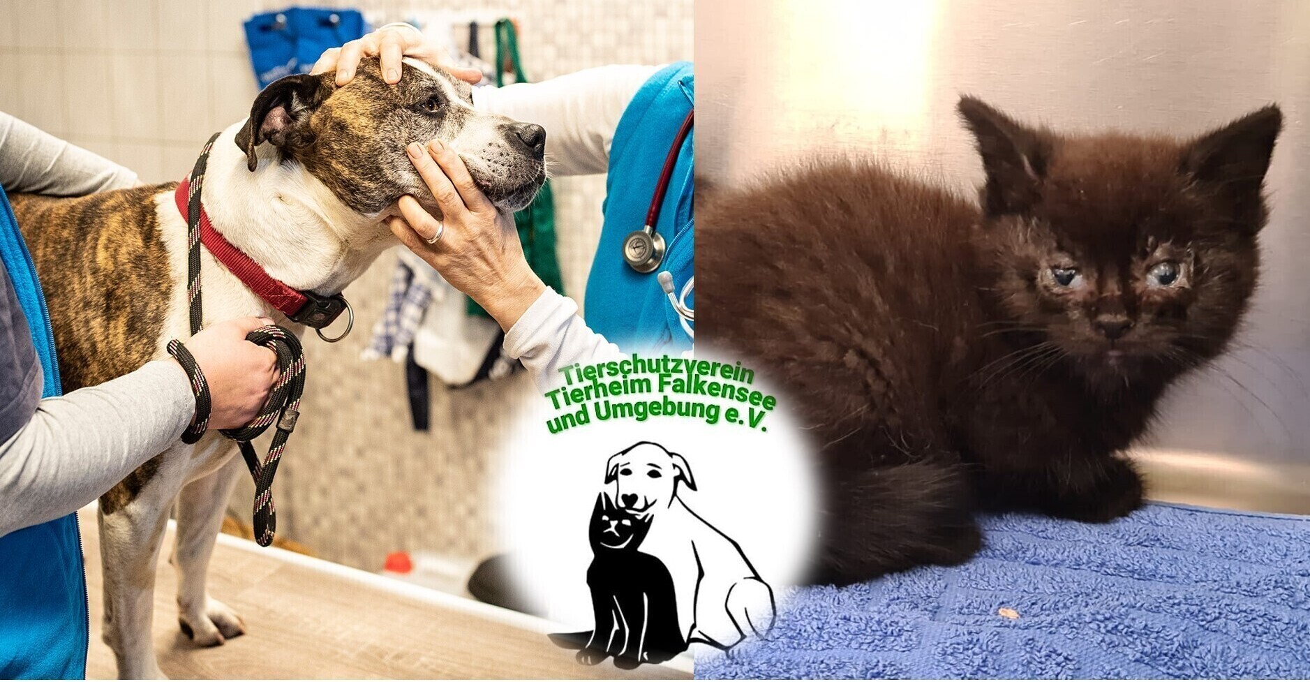 Unterstütze das Tierheim Falkensee & seine Bewohner – Tierschutzverein Tierheim Falkensee ...