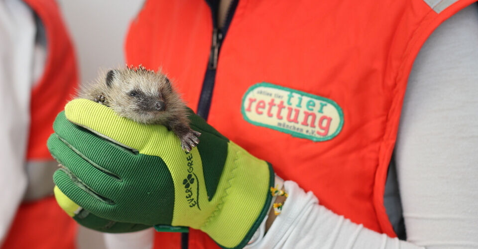 Hilfe für verletzte Wildtiere in München!