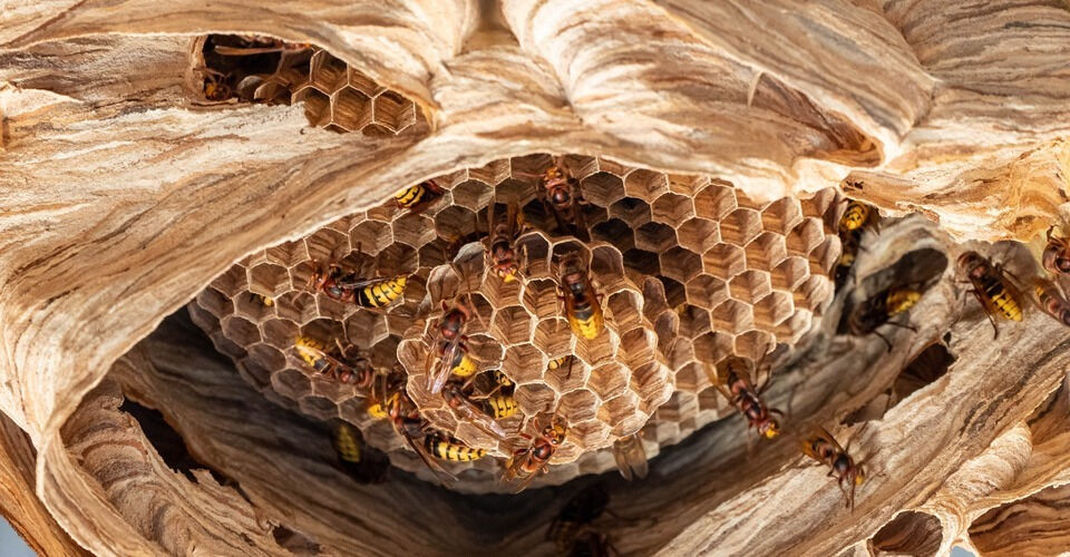 Rescue mission for hornets and wasps!
