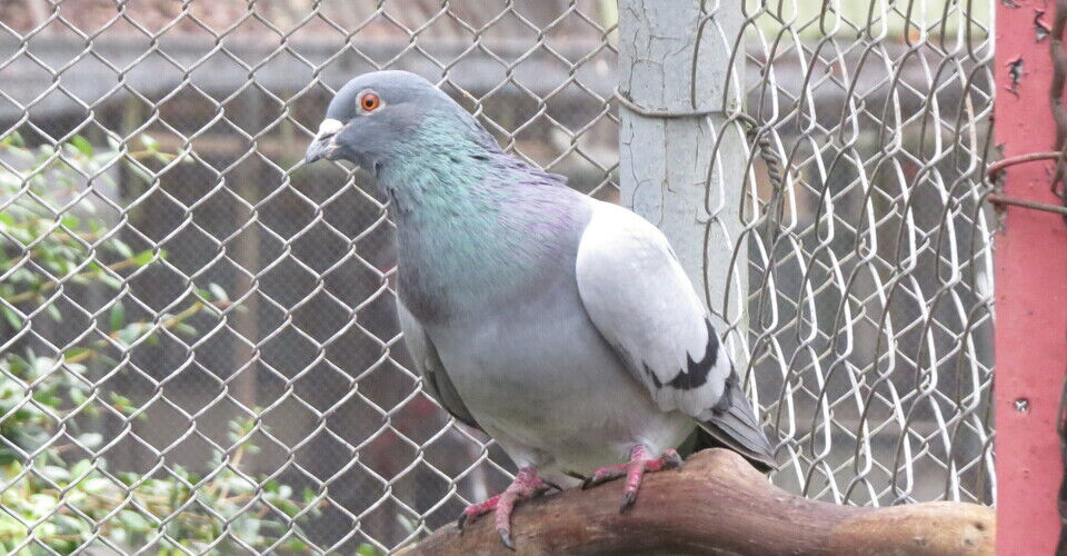 Expansion of aviaries on our sanctuary farm