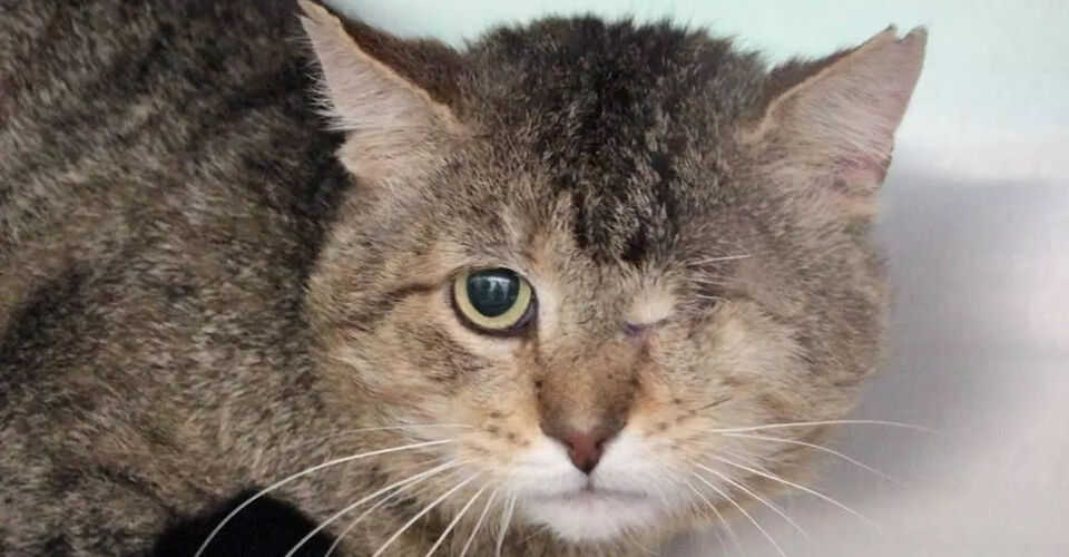 Katzen ohne ein Zuhause brauchen dringend medizinische Hilfe