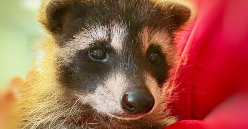 RACCOONS NEED YOUR HELP