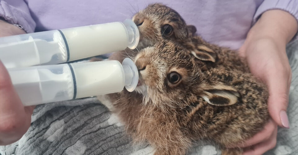 The Wildtierwaisen-Schutz e.V. and its care facilities need help
