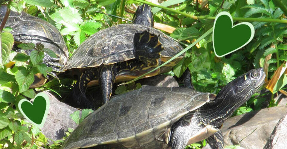 Our tortoises need more space and for that they need your help!