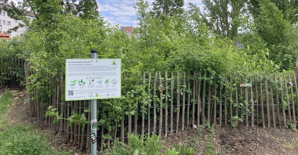 MainWäldchen - der erste Tiny Forest mitten in Frankfurt