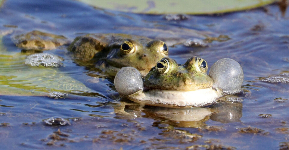Promotion of Biodiversity - Species Protection for Amphibians