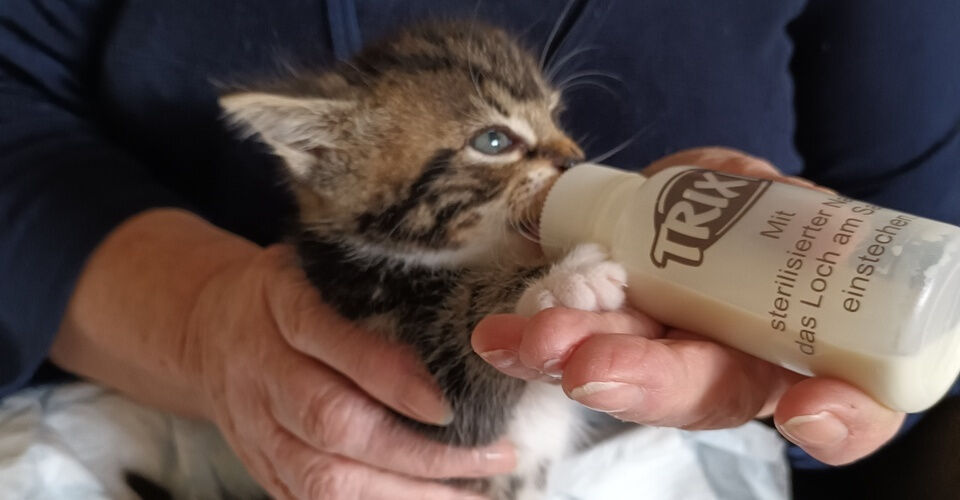 Eindämmung des Elends verwilderter Katzen