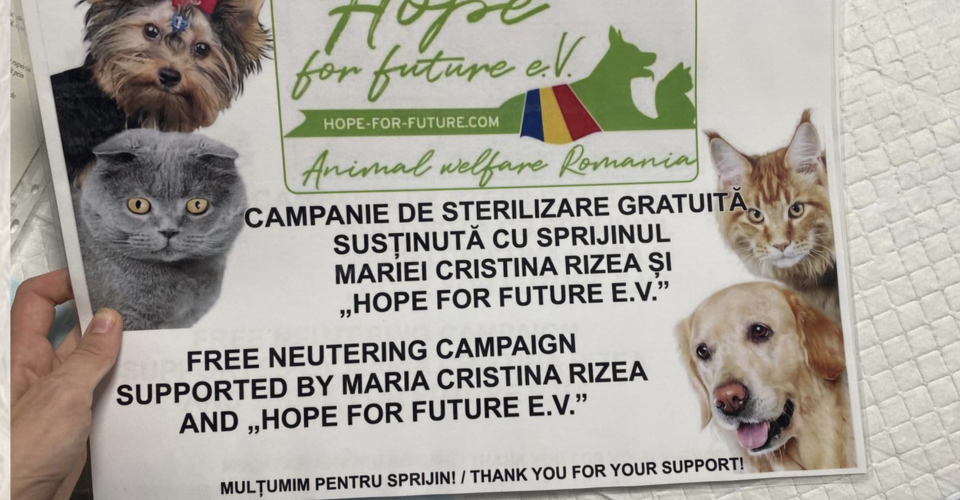 Dog Cat Neutering Project 2024 Around Sibiu Valcea Hope For   Crop Original Ddef4d26 B1c2 490e 9886 E17f034d6c0a 