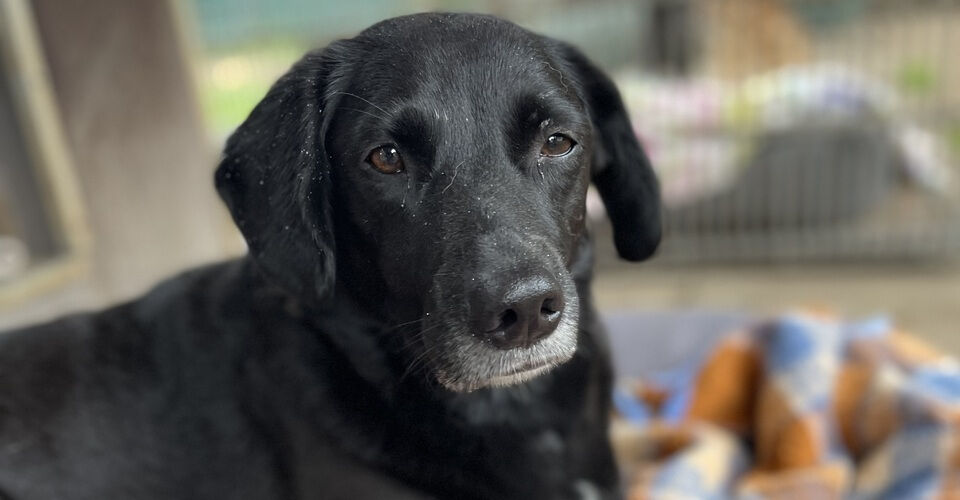 Our animals urgently need support!