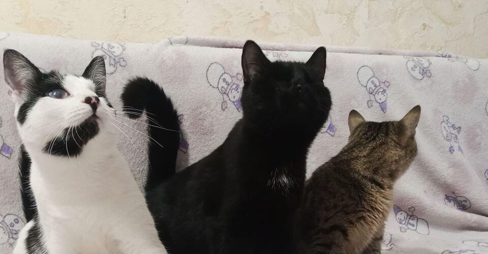 Cats in need from Berlin and the surrounding area