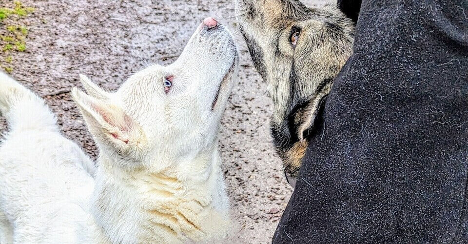 Life-saving uterine surgery for Husky female Luna