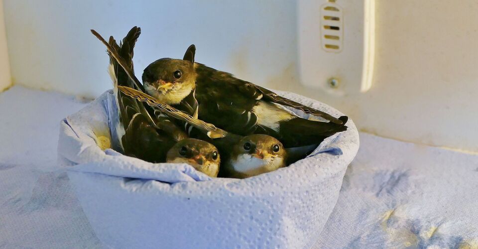 Aktion Vogelfrei: Münchens erste Auswilderungsstation für Wildvögel