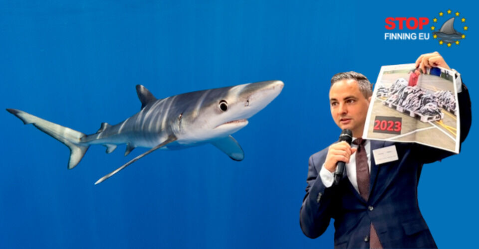 Gib Haien in Brüssel eine Stimme