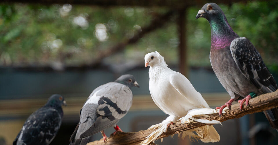 Futter- und Tierarztkosten Übernahme für Kölner Stadttauben in Not