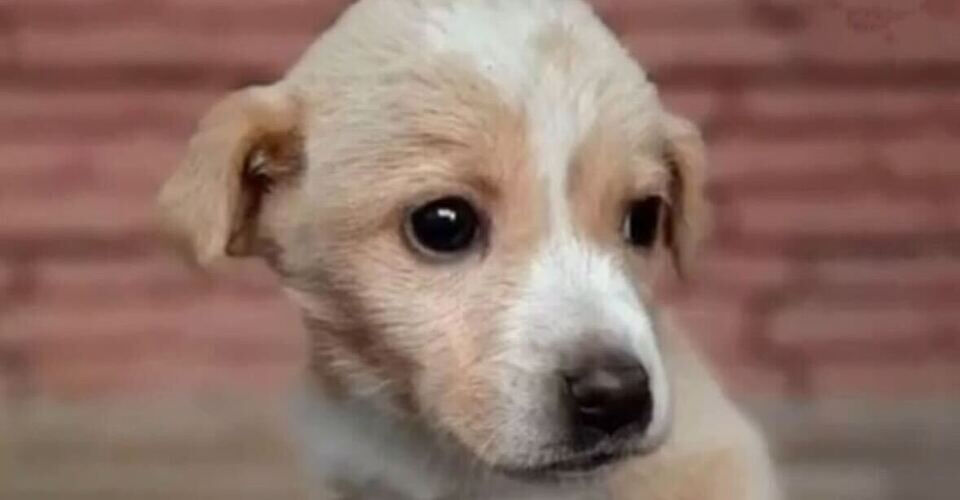 Our animal shelter in Georgien urgently needs help. The dogs are starving.