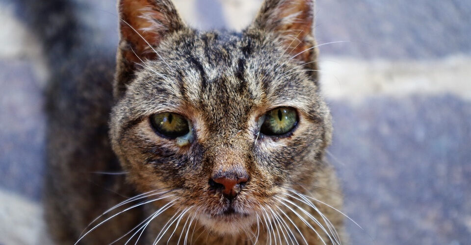 Hilf den Straßenkatzen - in Deutschland