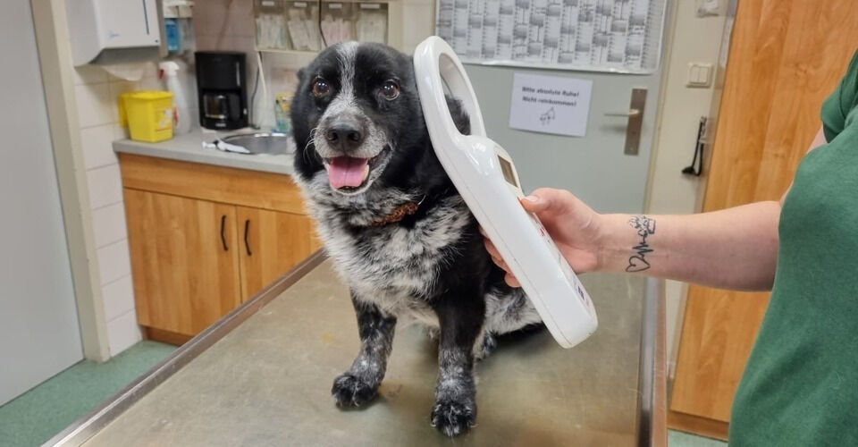 New chip readers for the fast identification of animals