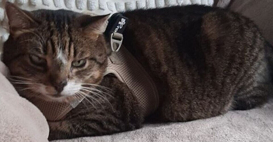 The kidney-sick tomcat Bonya is looking for sponsors