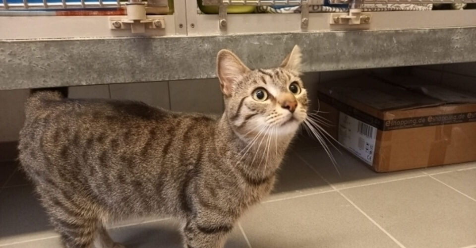 Erneuerung der Boxen in der Katzen-Quarantäne