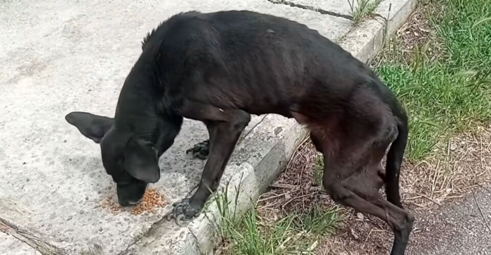 Together helping dogs, cats & other animals in Ukraine!