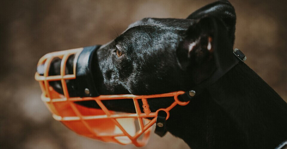 Our little charges urgently need new muzzles!