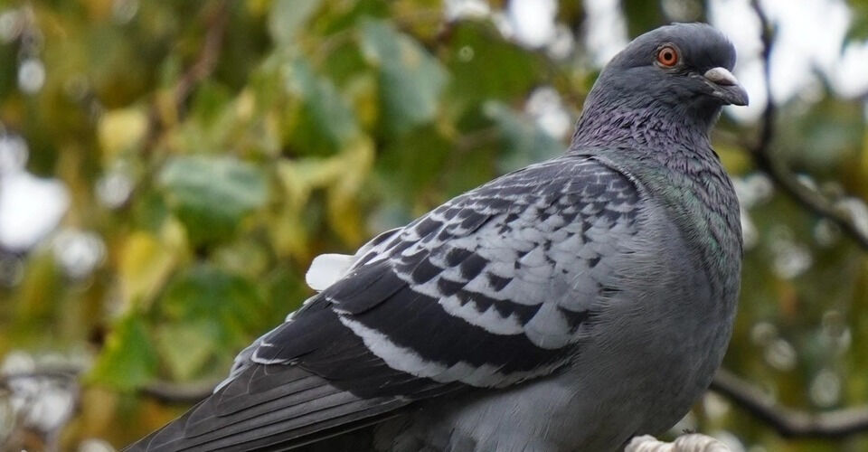 City pigeons in Frankfurt need your help!
