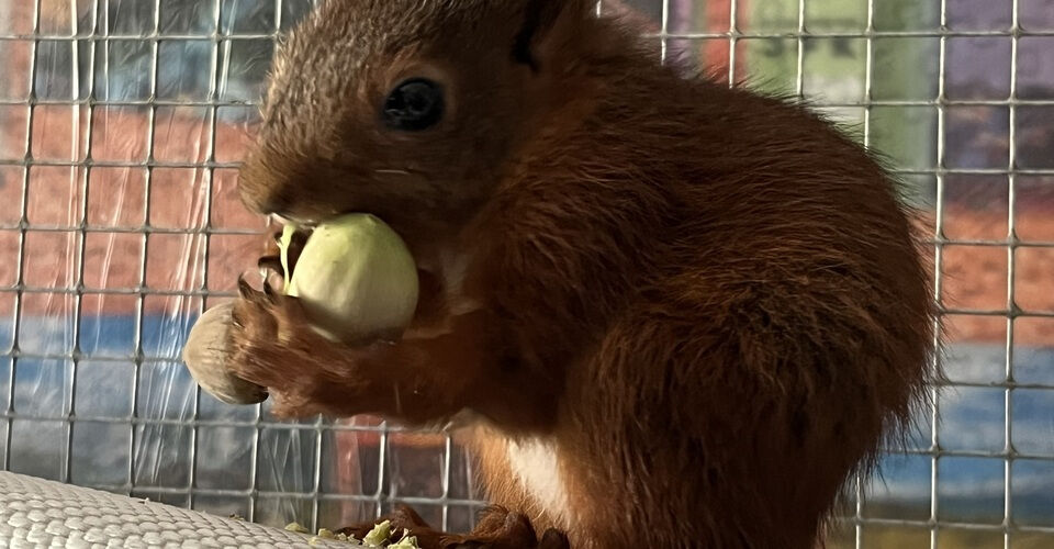 Food for wildlife care animals
