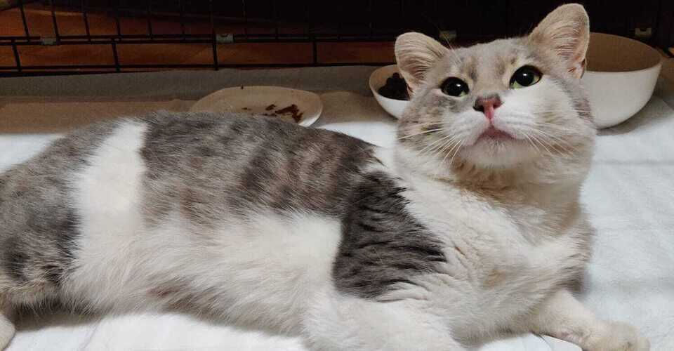 Tomcat Benny – Forgotten on the Street for 6 Weeks. Now He Needs Us.