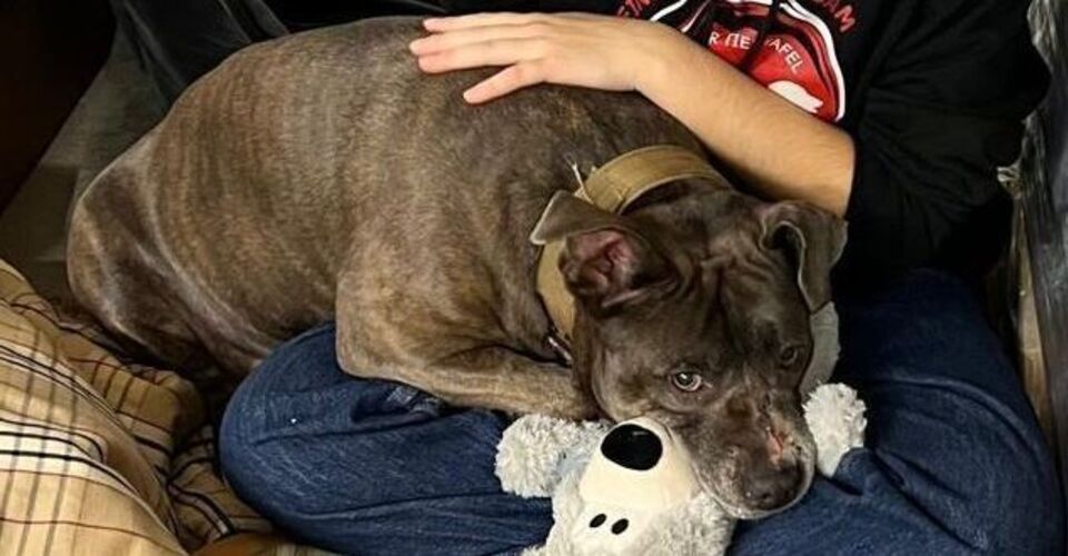 Kira deserves a good life - without pain, without suffering