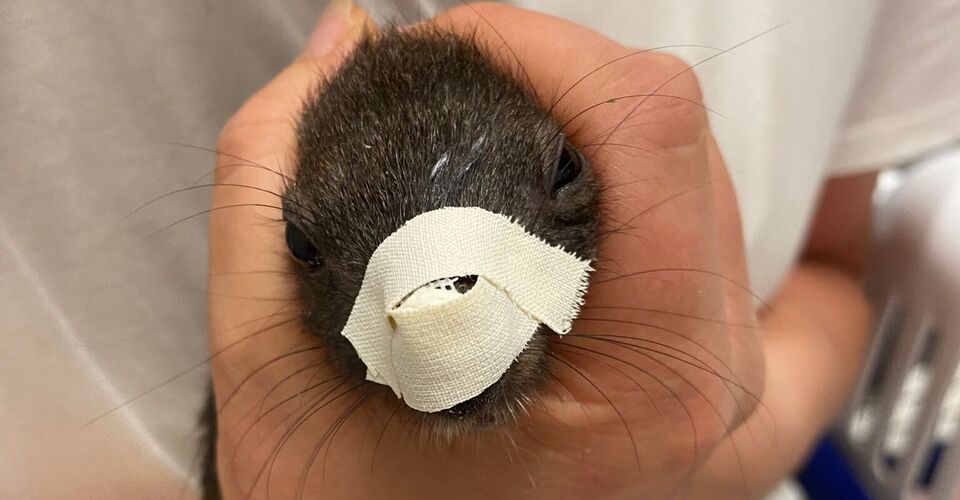 Diagnose-Tests für kranke/verwaiste Eichhörnchen
