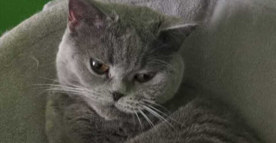 A cat heart needs help