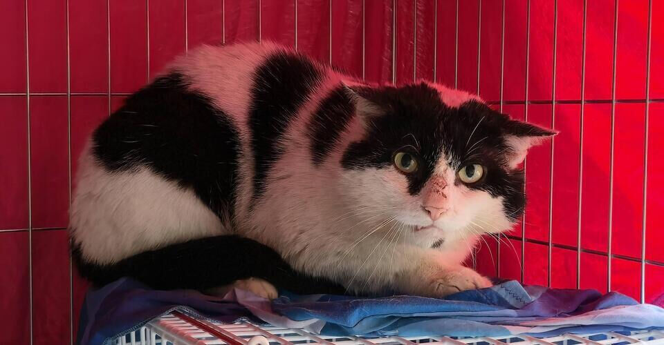 Help for stray cats in Frankfurt - Neutering saves lives!