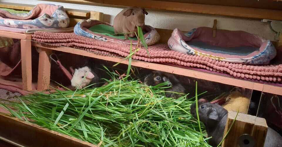 Hilfe für unsere Tierarztkasse