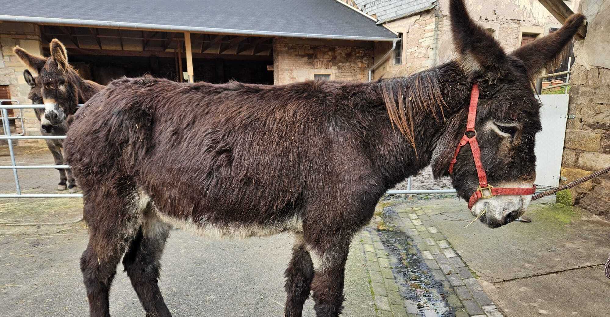 Eselstute Martha hat extreme Zahnprobleme