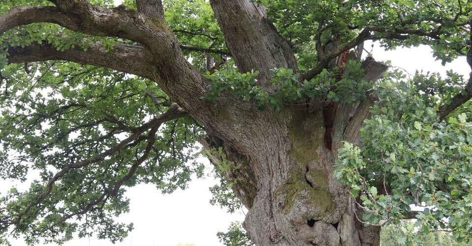 Lebensraum Baum - mehr Biodiversität in München