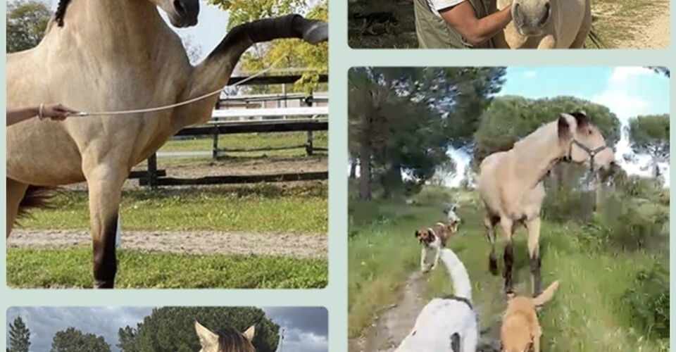 A second chance for the horse Flamenco