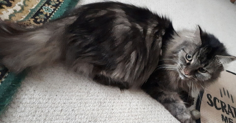 Der kuschelige Waldkater Puschel mit der Arthrose