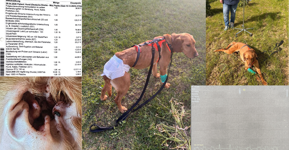Emergency: Pepita's difficult start into a new life – she needs your help!