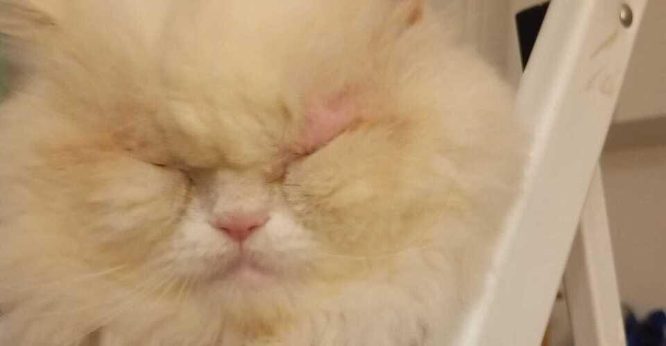 So that Persian tomcat Woody can see the world again