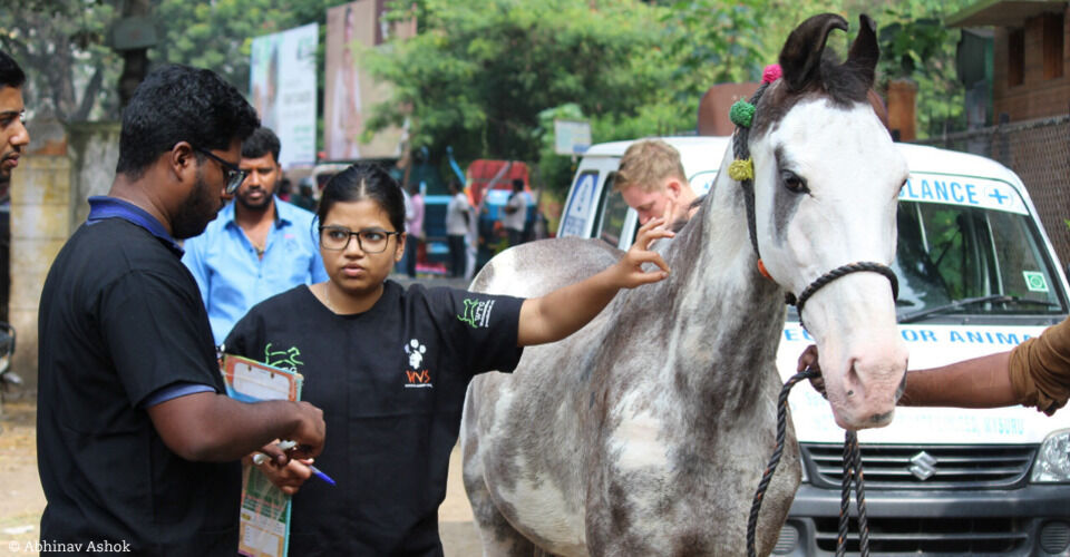 Horse, Goat, Cattle & Co – Creating Better Living Conditions for Farm Animals