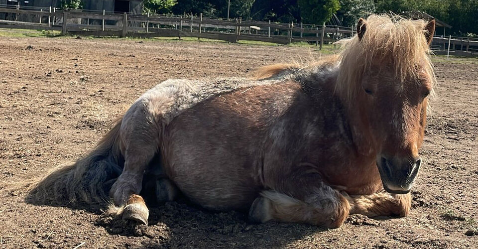 Our animals deserve their retirement – A long life in dignity