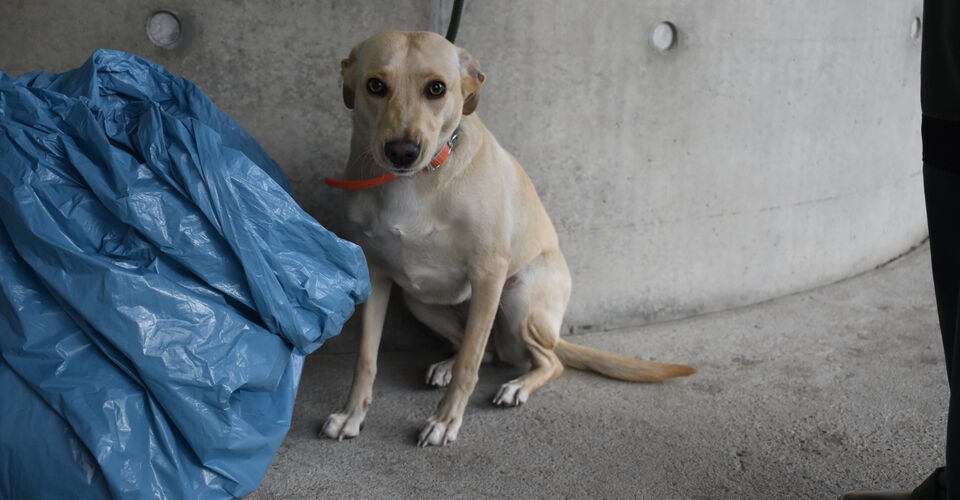 Help for abandoned and left-behind animals in Berlin