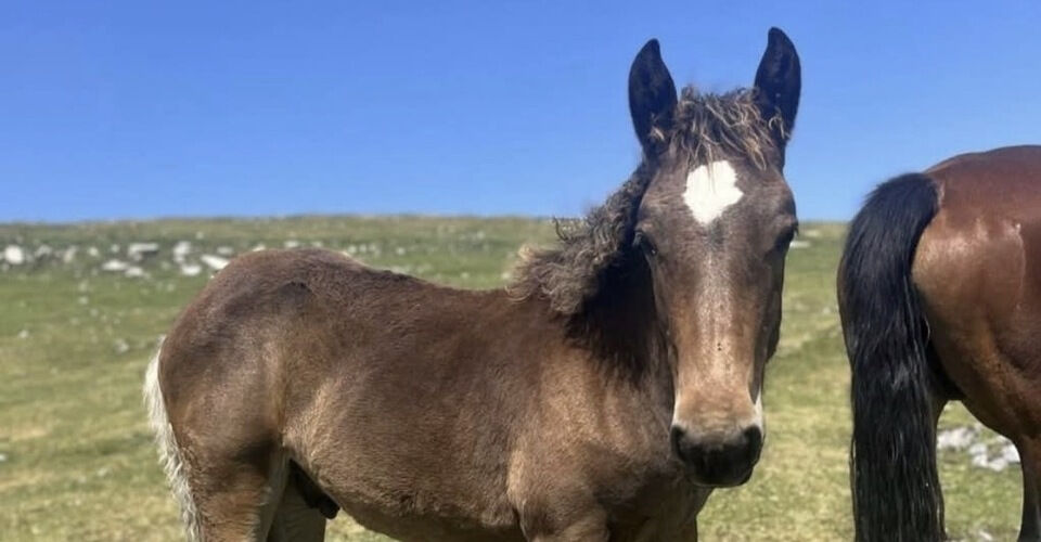 Save foals from the slaughterhouse! For many, the future is uncertain.